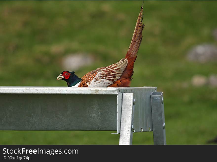 Pheasant feeding from animal trough