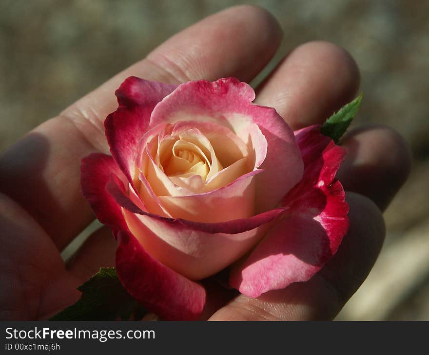 A small rose in hand