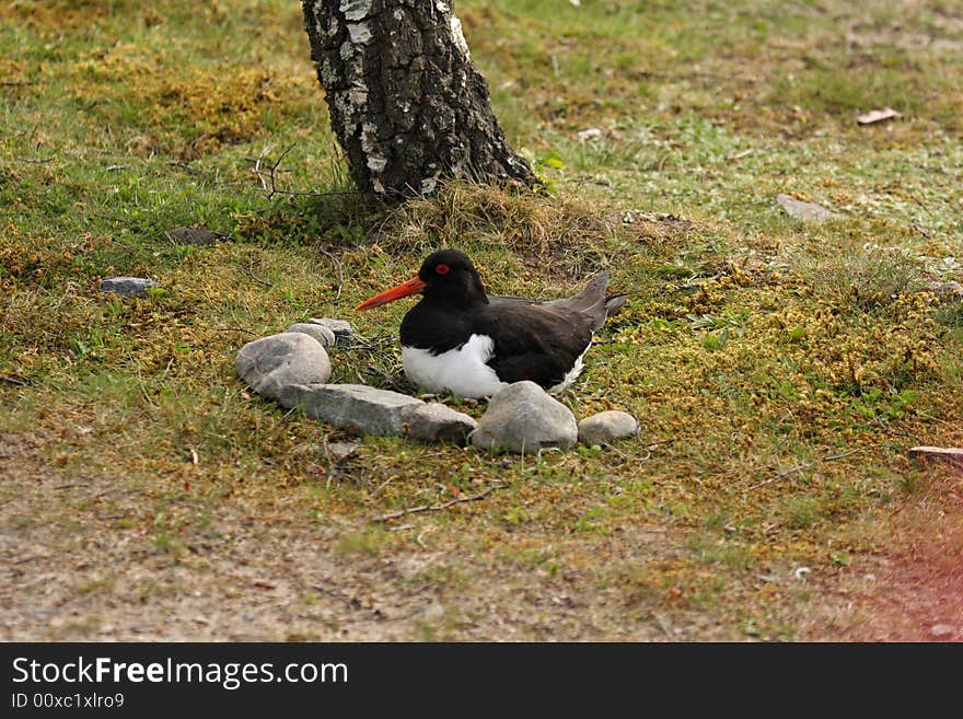 Oystercatcher