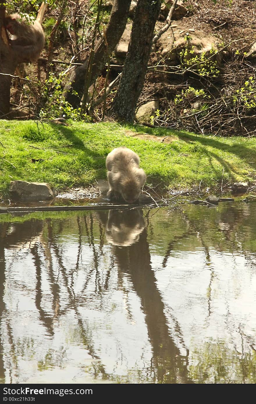 Japanese Snow Monkey