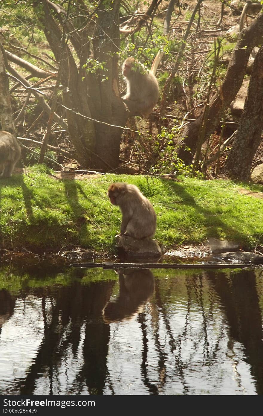 Japanese Snow Monkey