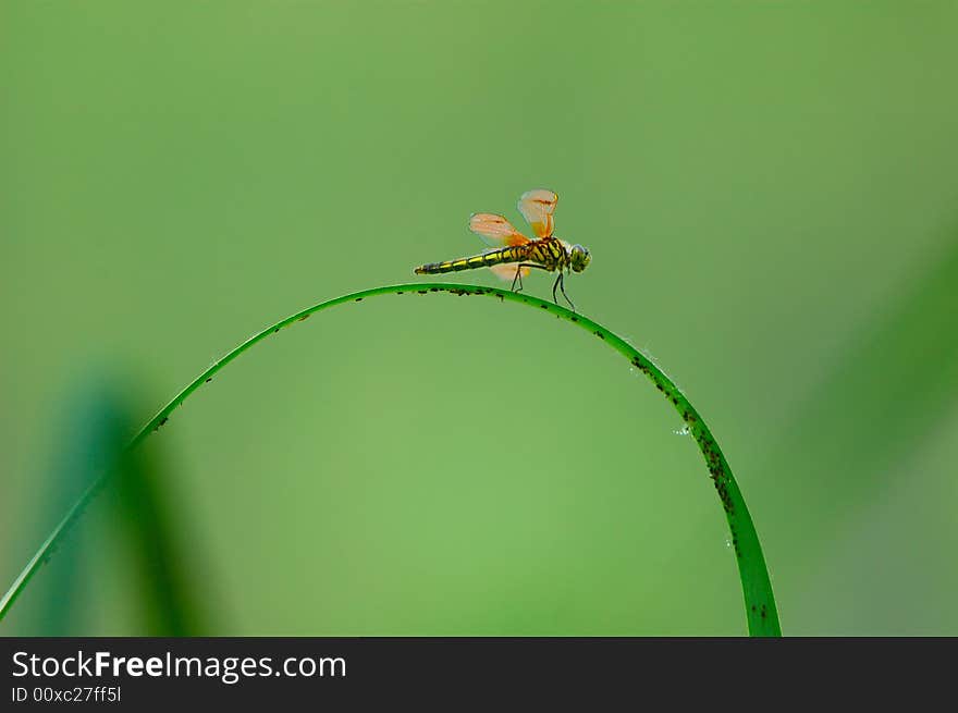 A dragonfly landed on the grass to sleep.