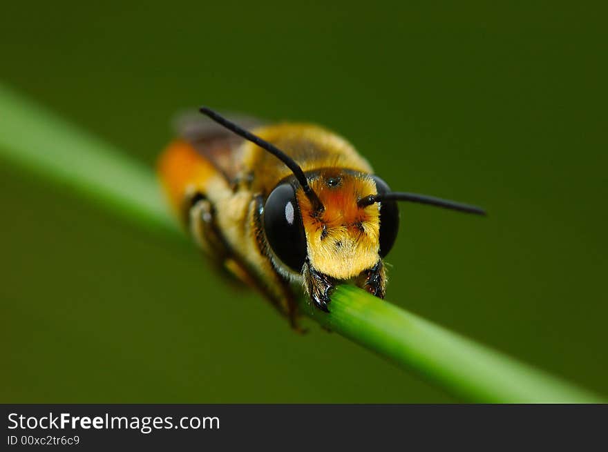 Cute sleeping bee on the stalk