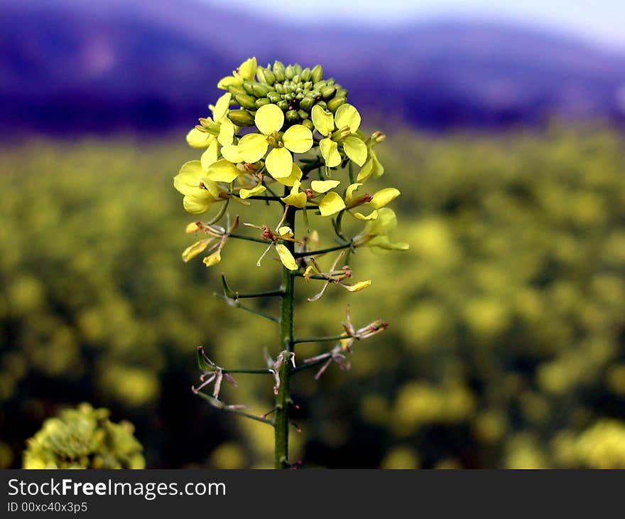 Oil selected in the flowering time. Oil selected in the flowering time