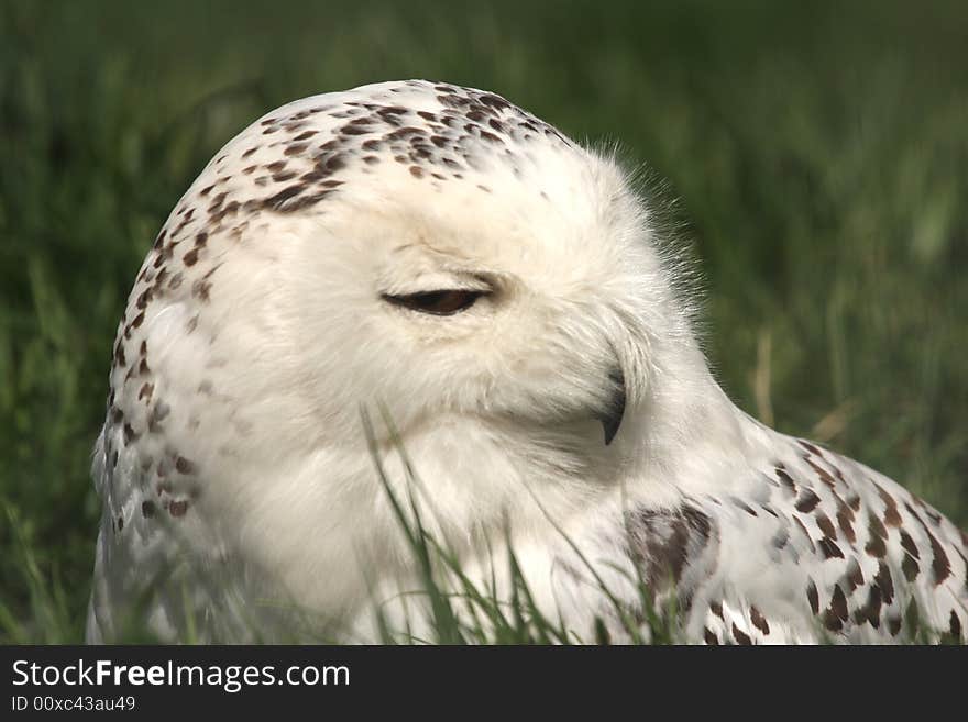 SNOWY OWL - Nyctea scandiaca