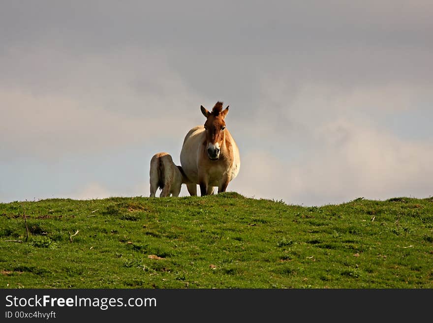 PRZEWALSKI'S HORSE -
Equus caballus przewalski