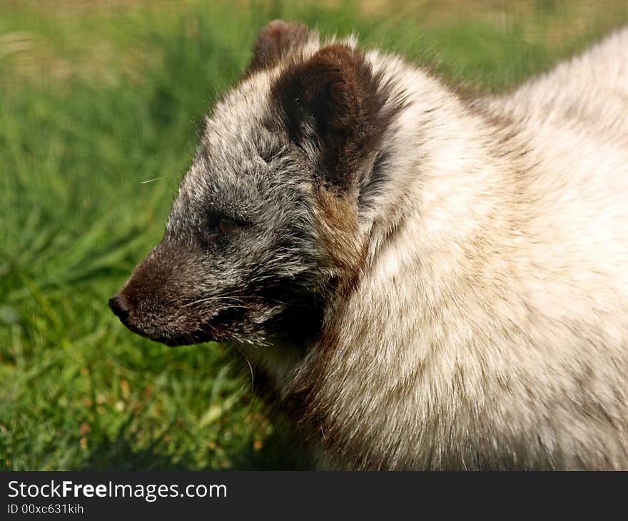 Photo of a ARCTIC FOX - Alopex lagopus