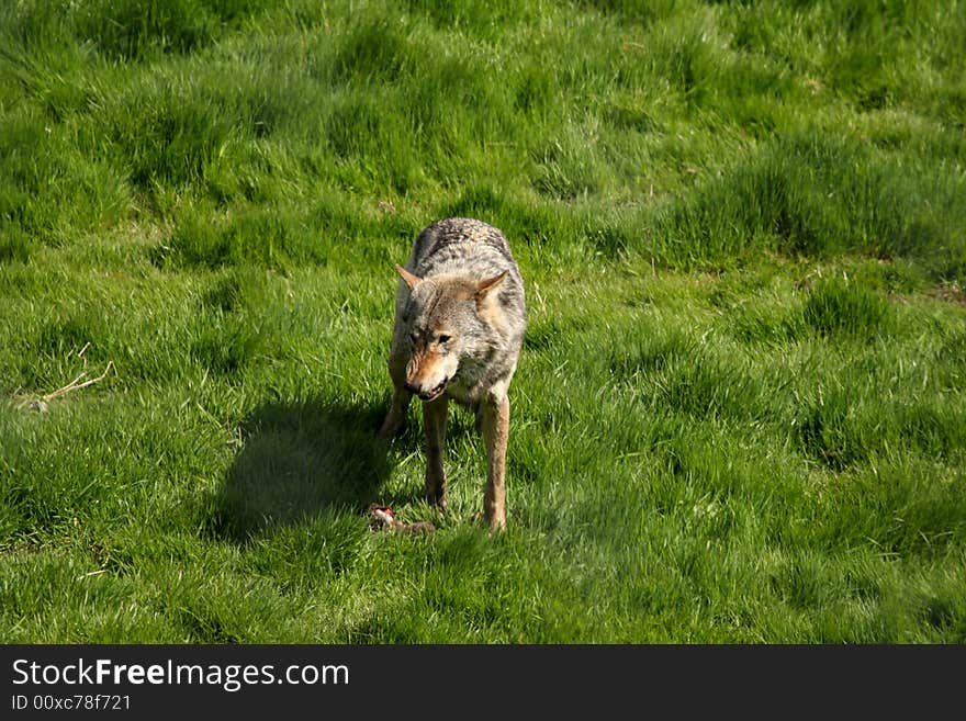 EUROPEAN GREY WOLF