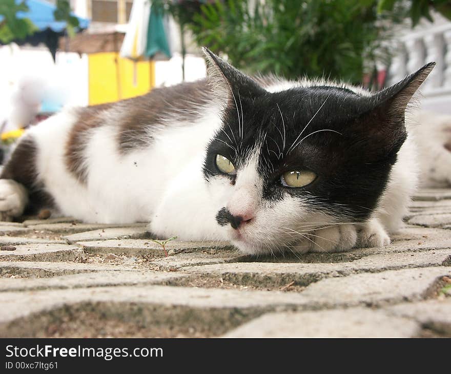 Siamese cat lying on floor