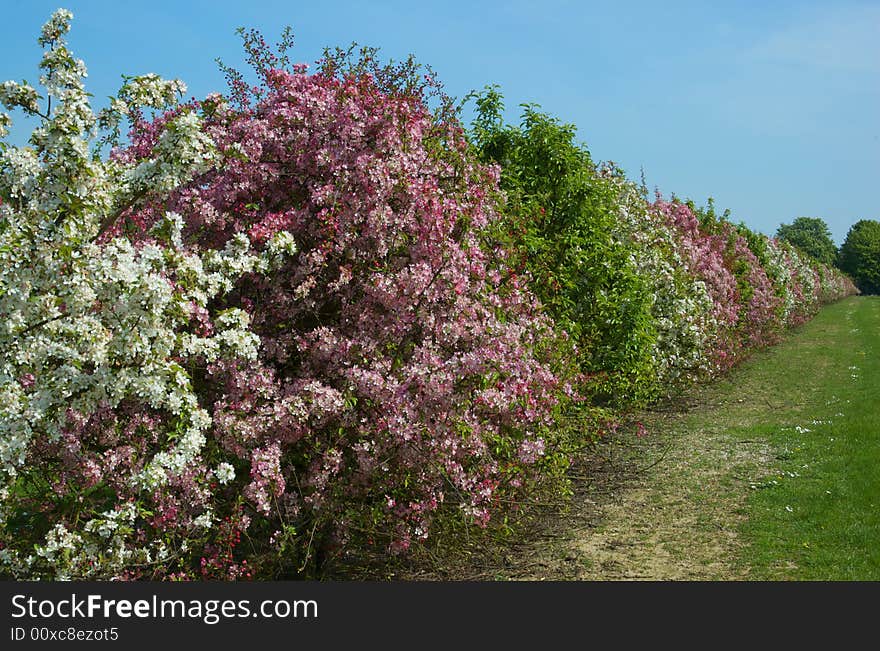 Apple blossom in an English Orchard