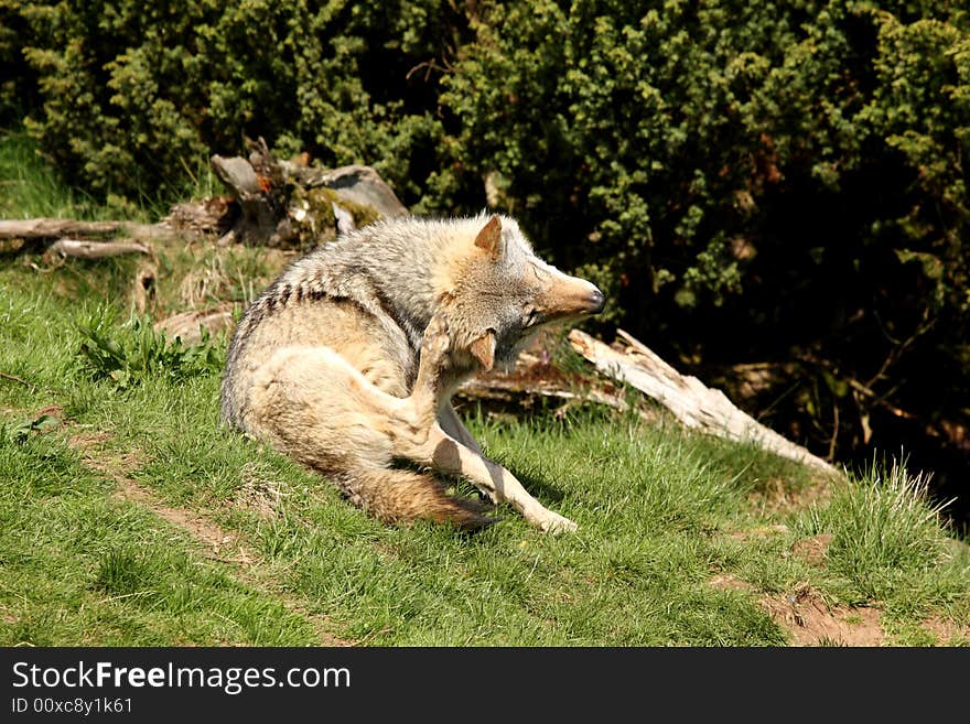 EUROPEAN GREY WOLF - Canis lupus lupus