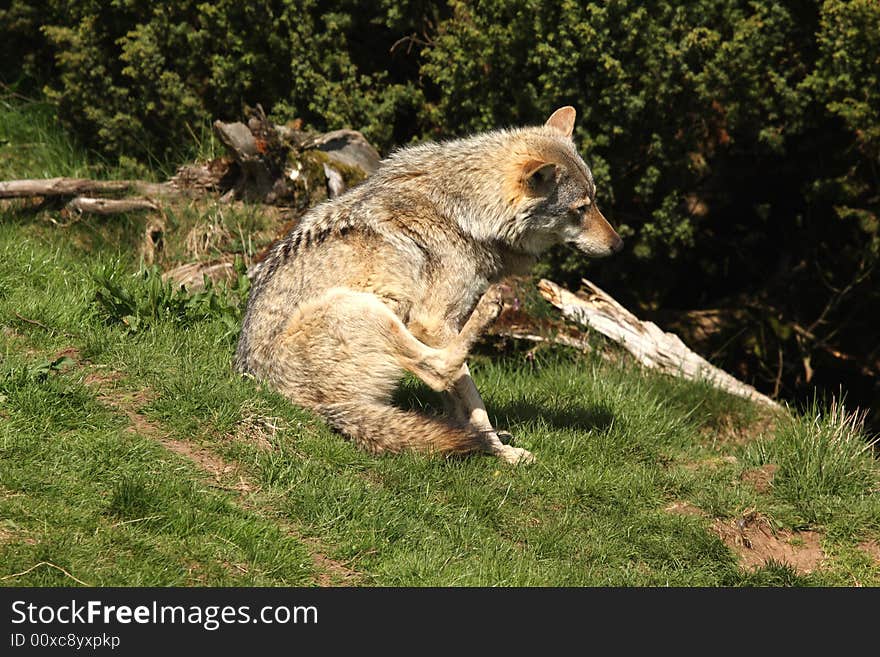 EUROPEAN GREY WOLF - Canis lupus lupus