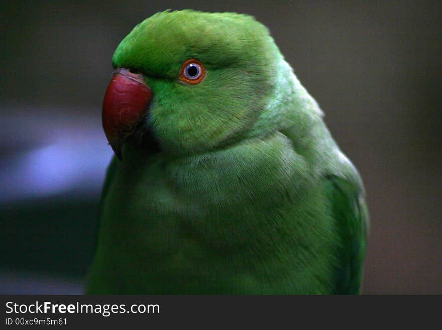 Pet parakeet photographed at bird sanctuary. Pet parakeet photographed at bird sanctuary.