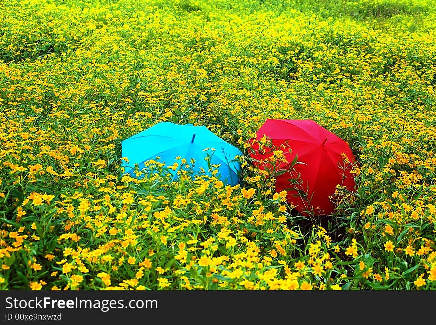 Its a flower garden in Aruku Valley in Andhra pradesh, India. The subject is love behind the unbreallas.