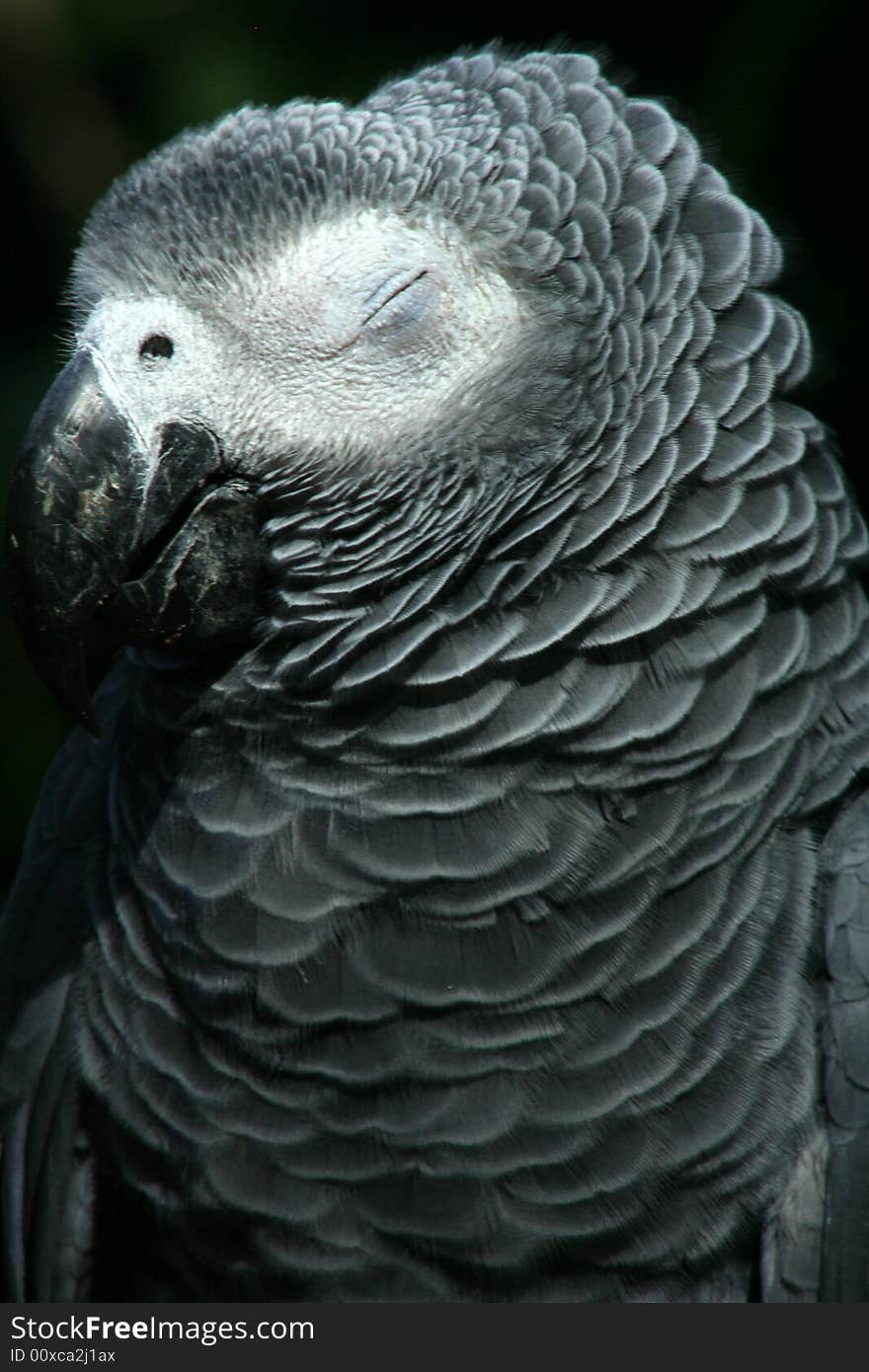Pet Grey Parrot, photographed at bird sanctuary. Pet Grey Parrot, photographed at bird sanctuary.