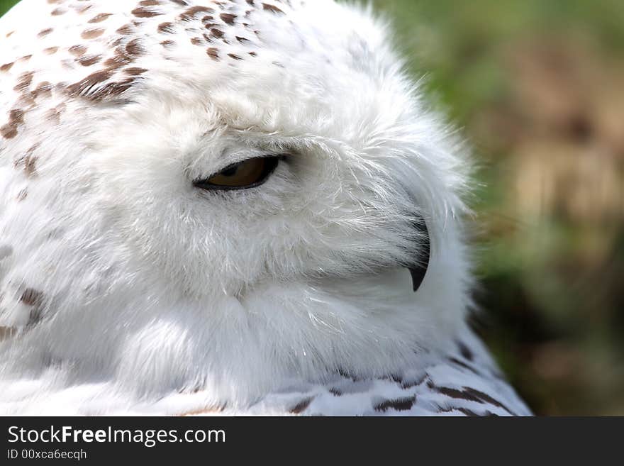 SNOWY OWL - Nyctea scandiaca