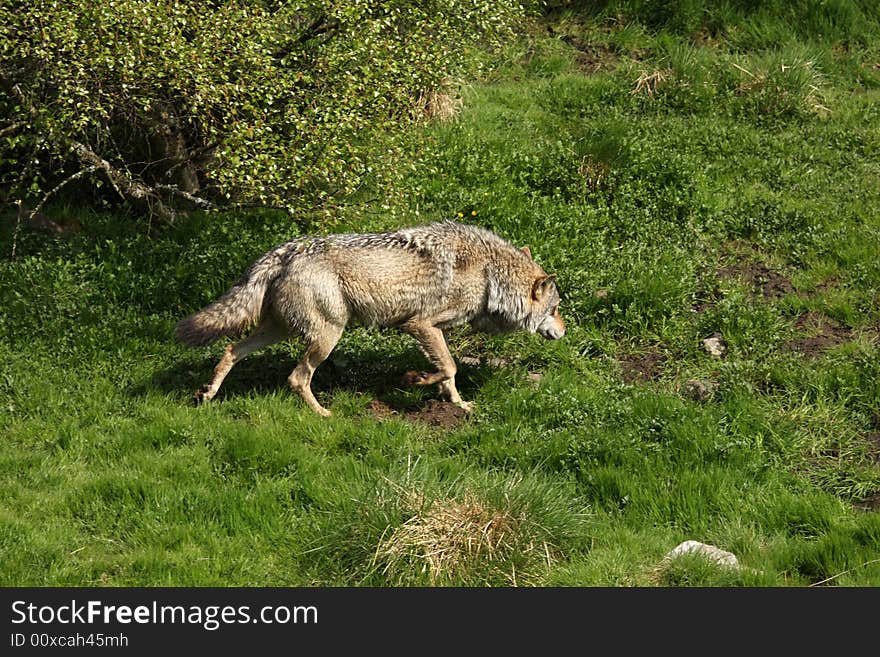 EUROPEAN GREY WOLF - Canis lupus lupus