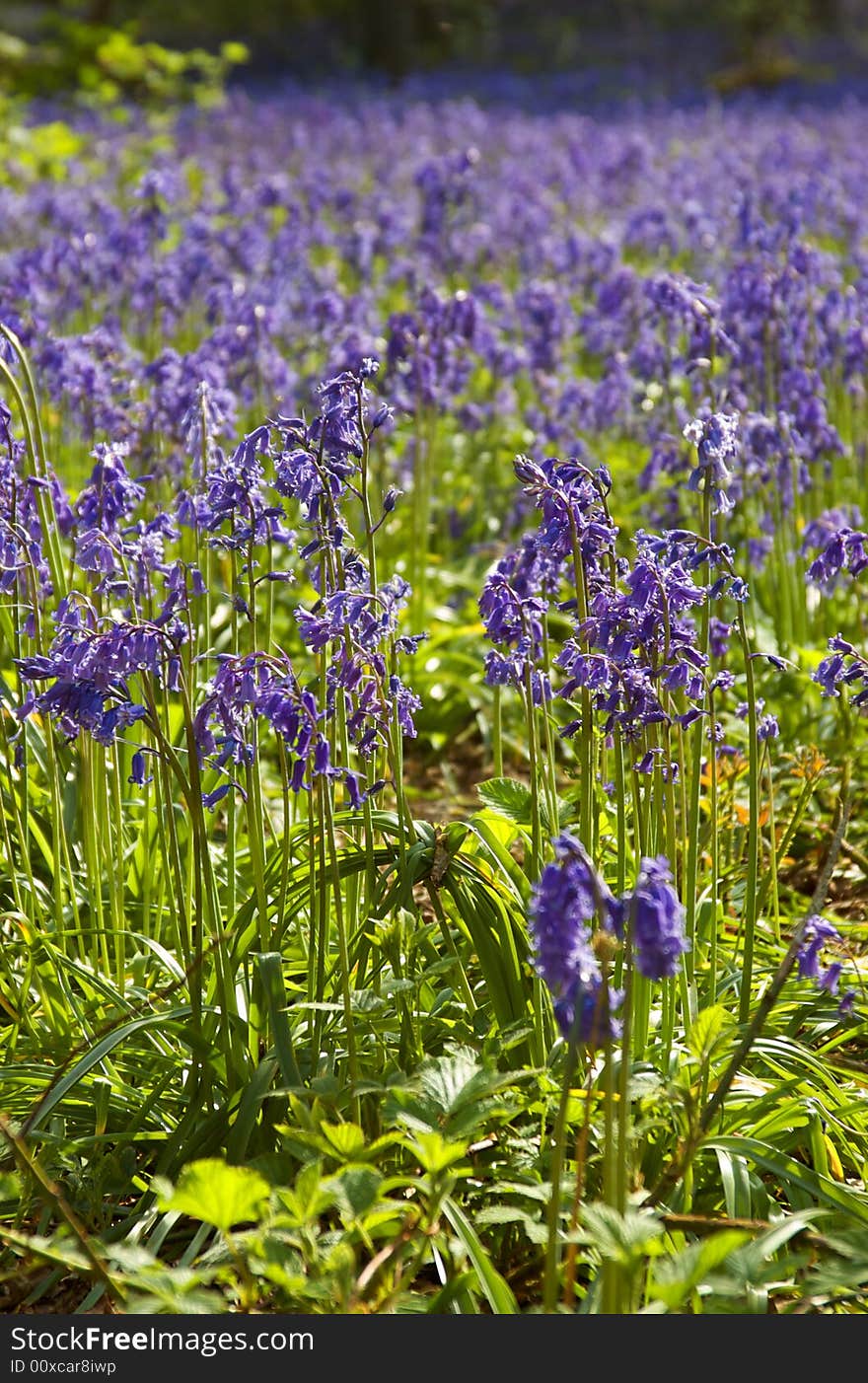 English Bluebell wood