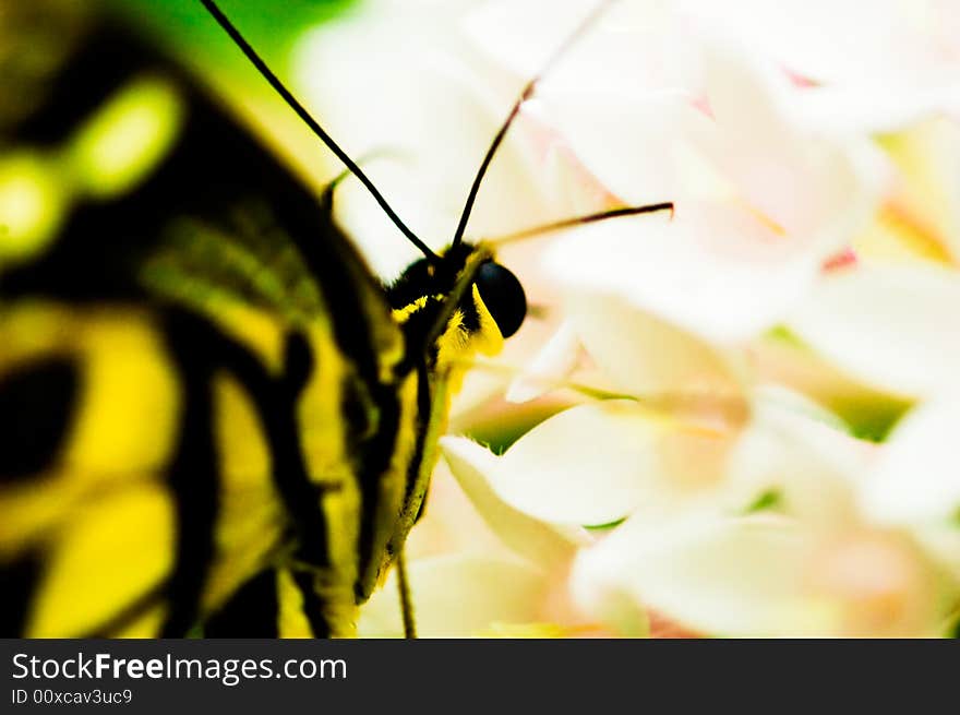 Macro shot of a yellow and black butterfly sitting on a flower