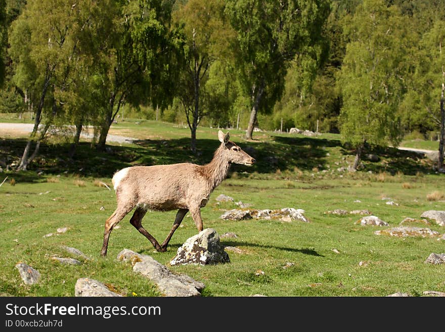 Photo of a Red Deer