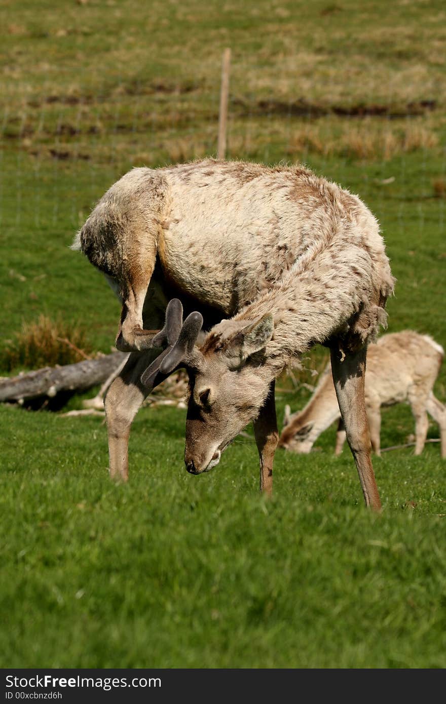 Photo of a Red Deer