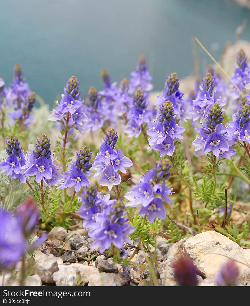 Blue flowers on a background a sea