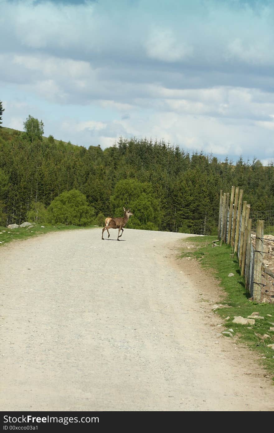 Photo of a Red Deer