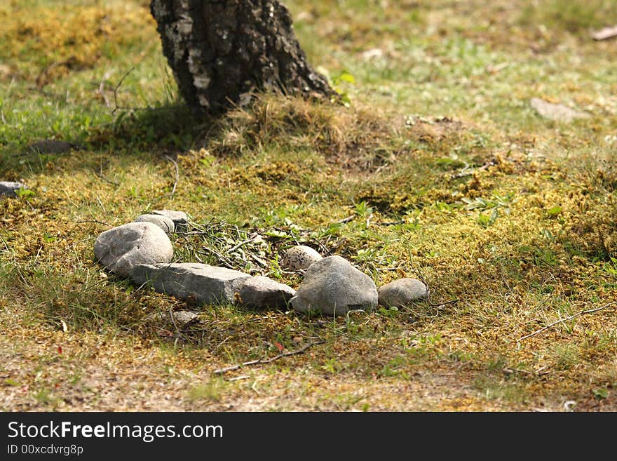 Oystercatcher nest and egg