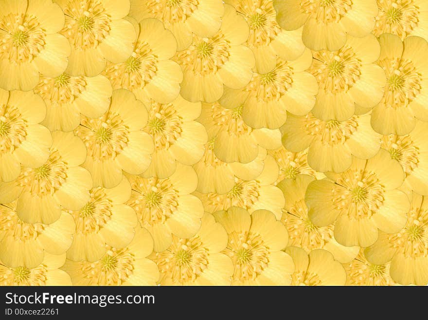 One buttercup flower multiplied to many flowers background