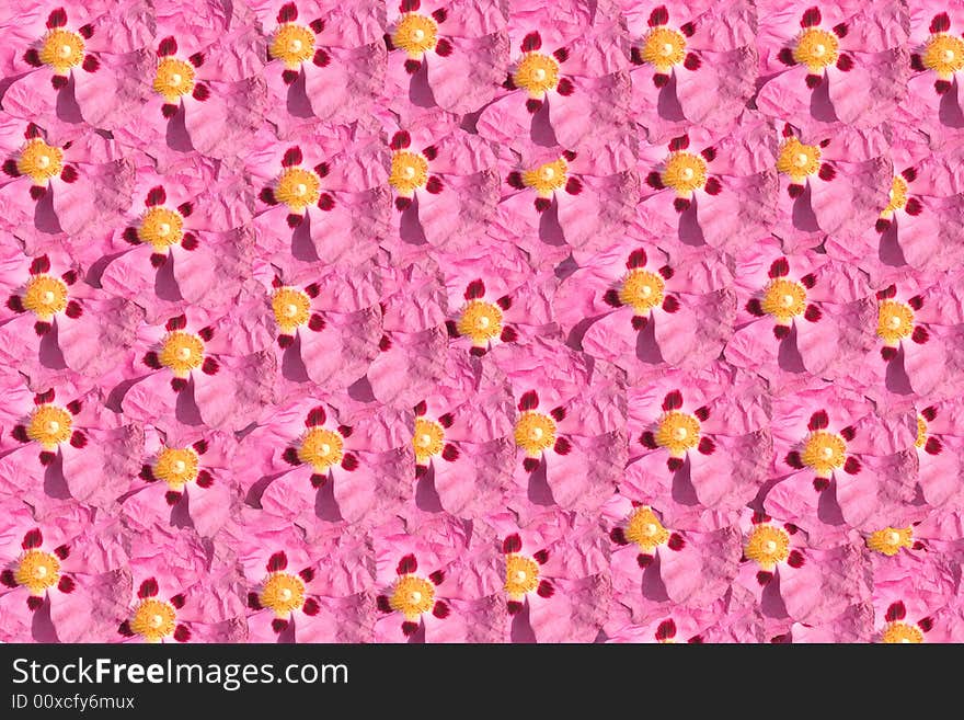 One pink flower multiplied to many flowers background. One pink flower multiplied to many flowers background