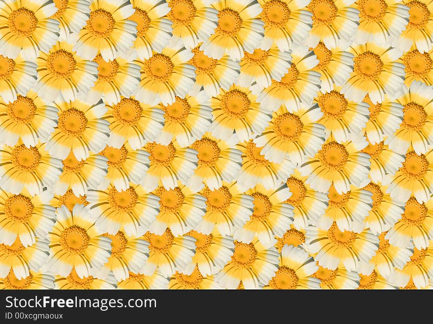 One white and yellow daisy flower multiplied to many flowers background