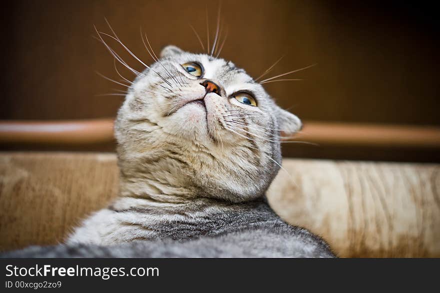 Scottish Fold cat looking up from below