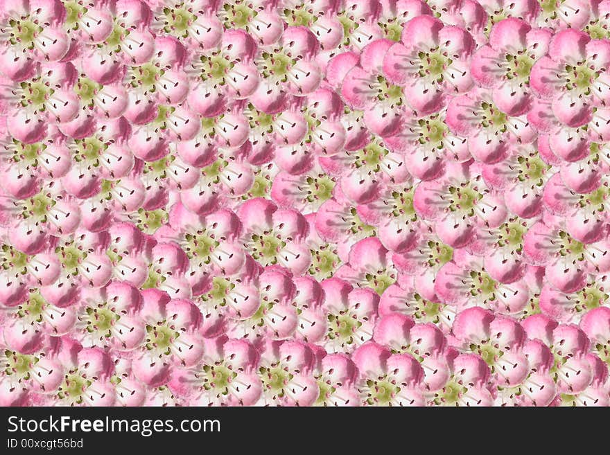 One pink and white flower multiplied to many flowers background