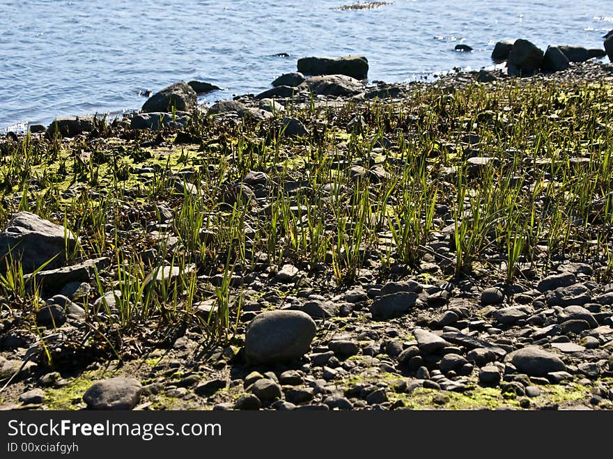 Ocean grass