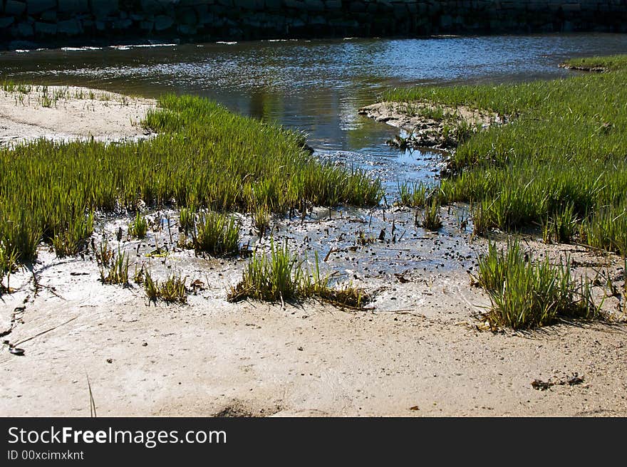 Edge of swamp where it spills out into the ocean showing sand, mud, grass and water. Edge of swamp where it spills out into the ocean showing sand, mud, grass and water