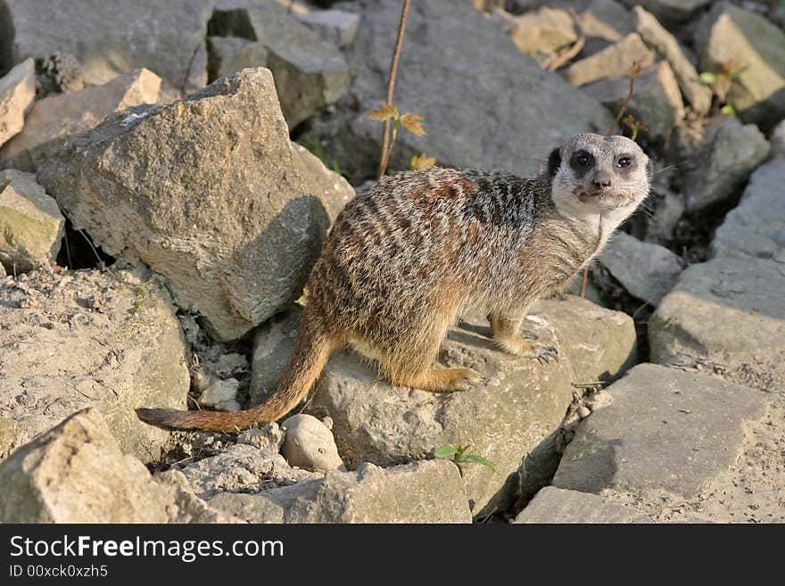 Meerkat (Suricata suricatta) is a wild mammal. Meerkat (Suricata suricatta) is a wild mammal