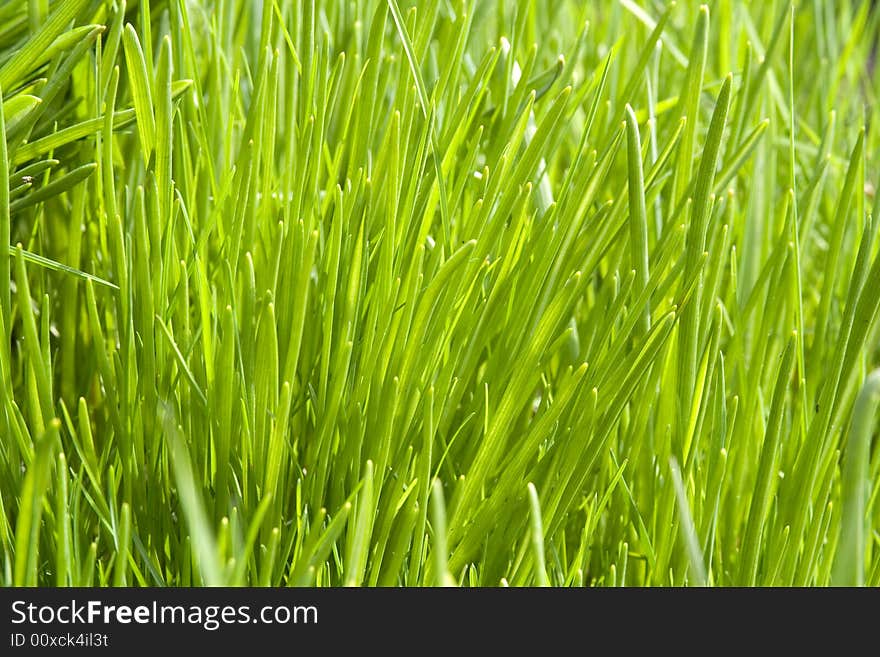 Green Grass