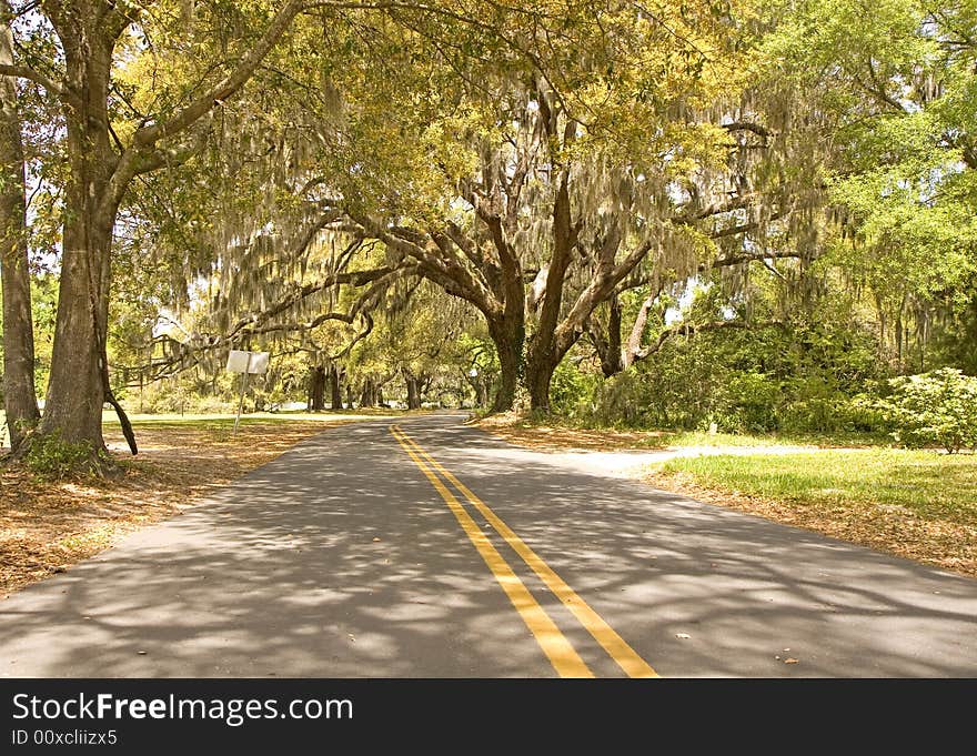 Road Under Sun Dappled Oaks