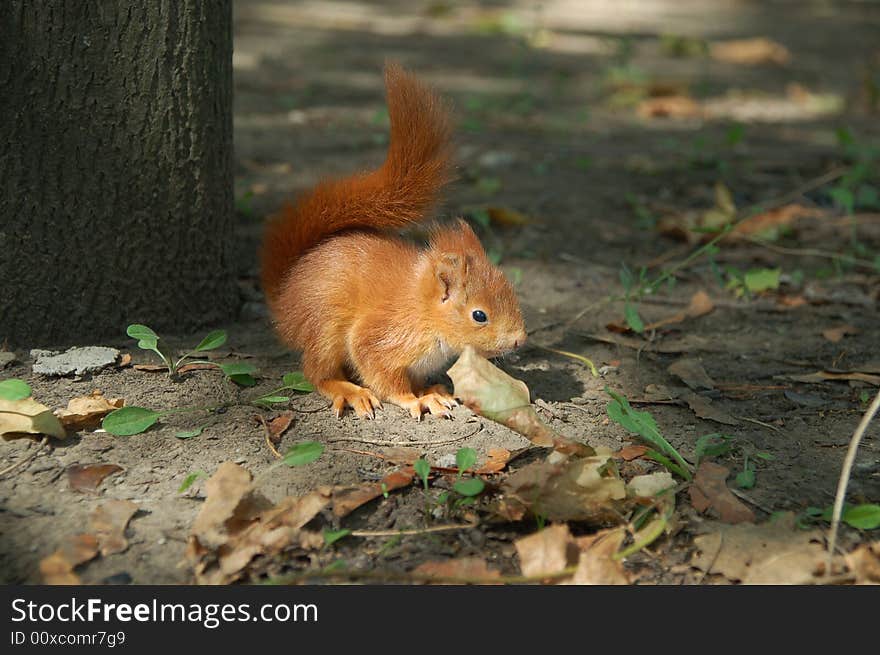 Red squirrel