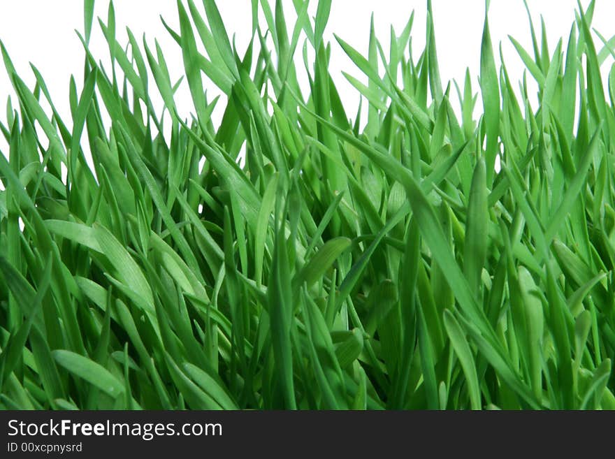 Grass