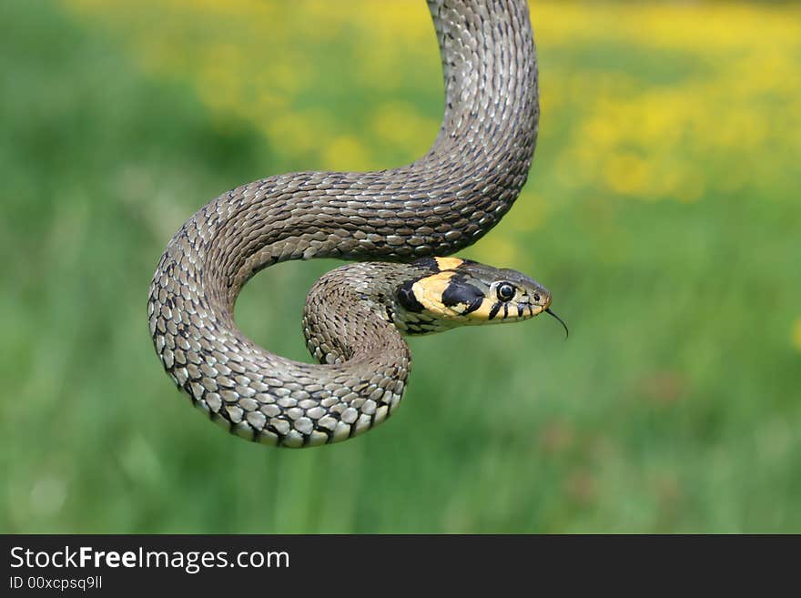 Scaly grass-snake on spring meadow