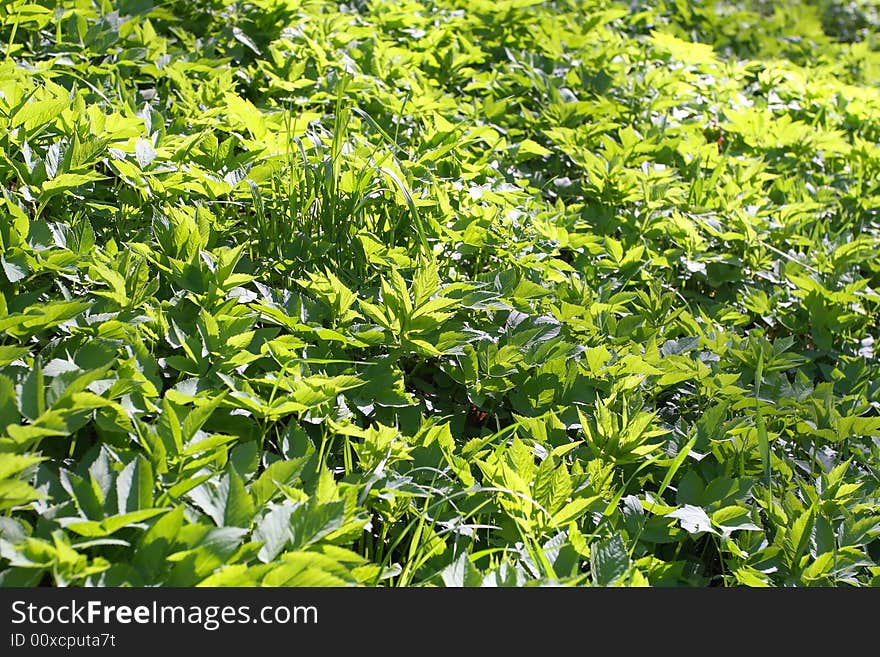 Young Green spring grass