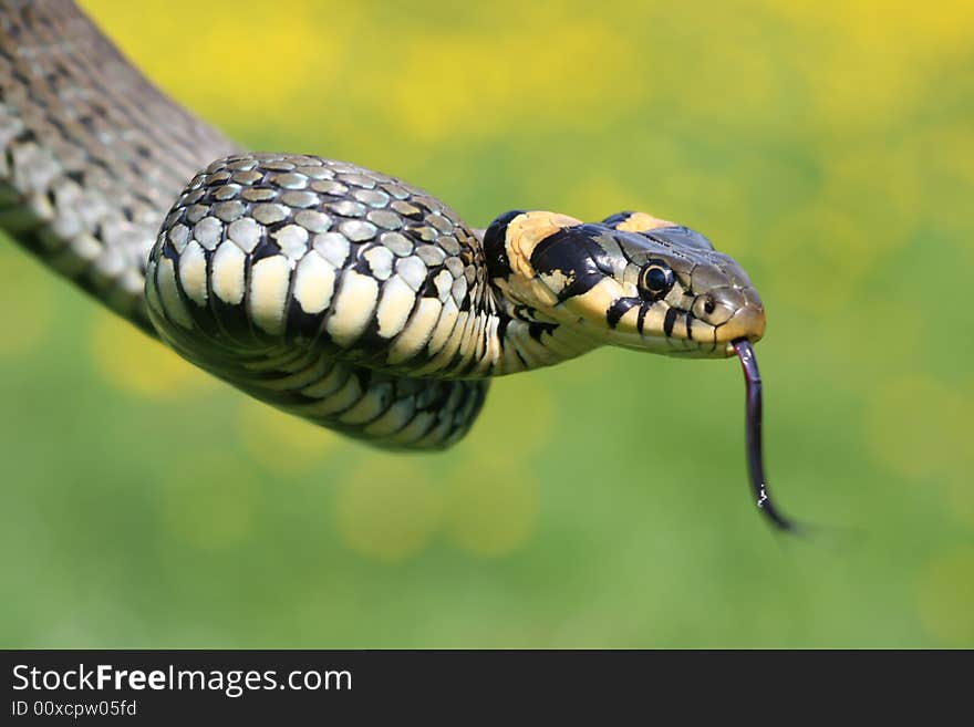 Scaly grass-snake with tongue loll out