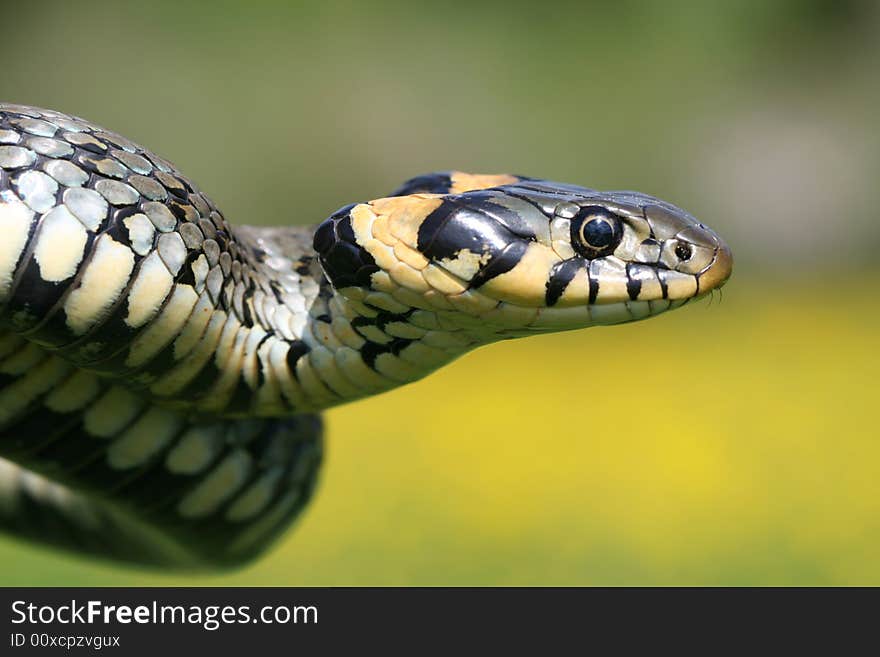 Snake portrait