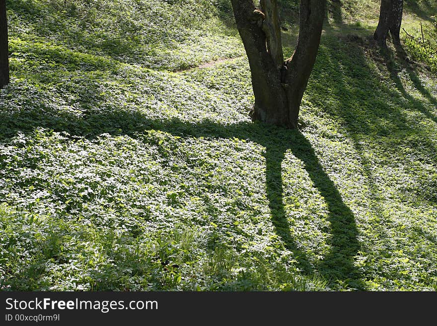 Forest. Shadow Of The Tree At The Spring Grass.