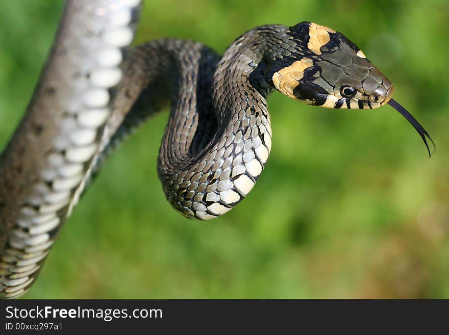 Long snake with tongue loll out