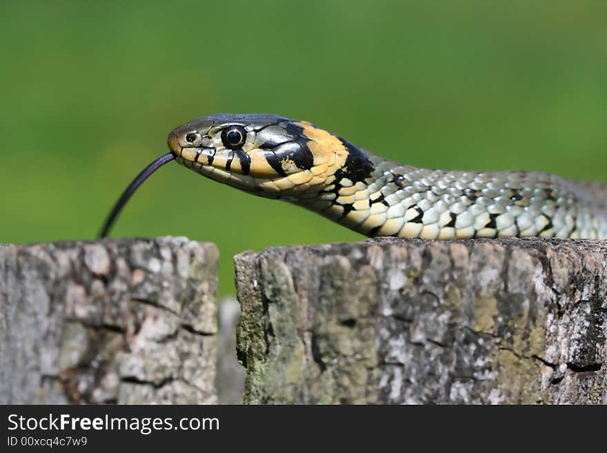 Scaly grass-snake with tongue loll out