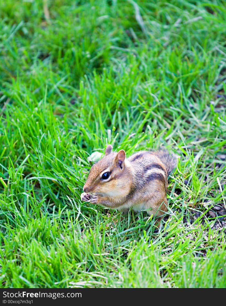 Small chipmunk gathering birdseed in the grass.