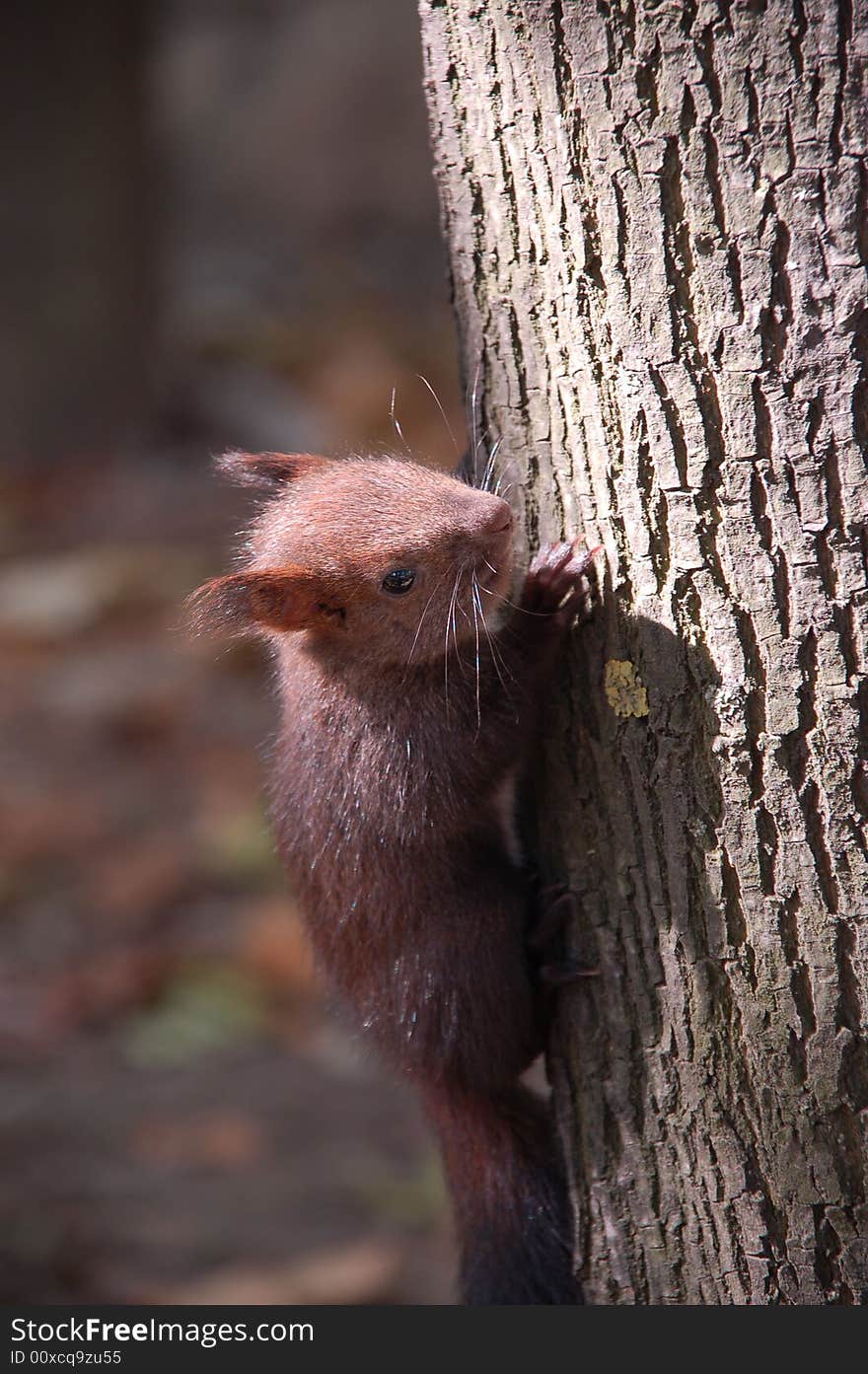 The brown squirrel sitting on the trunk