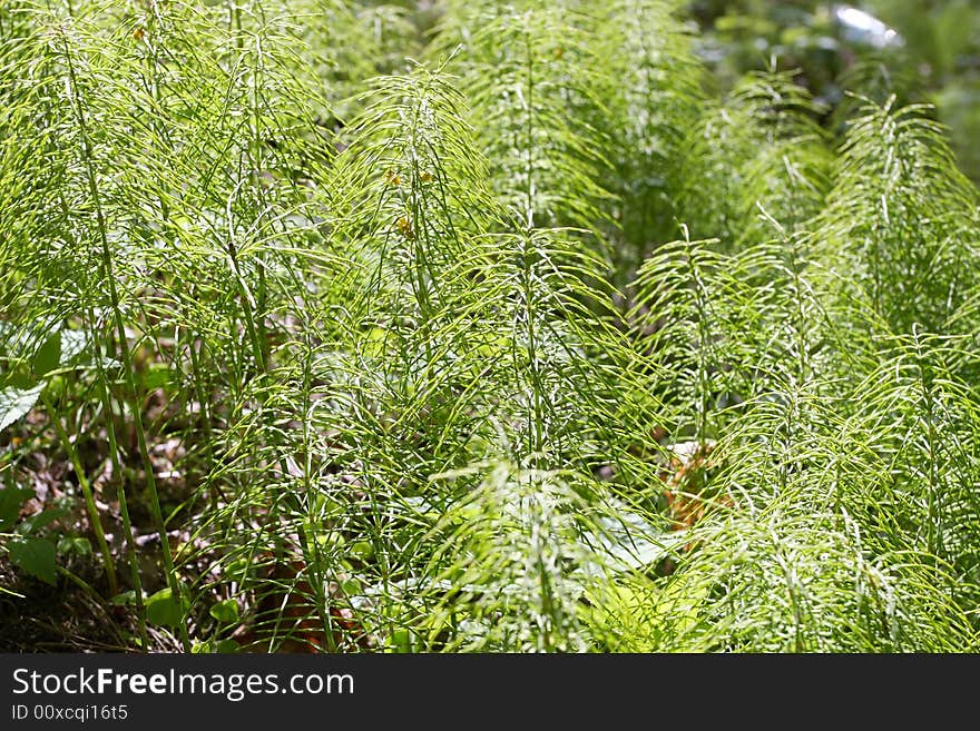 Spring in the forest. Young marsh grass.